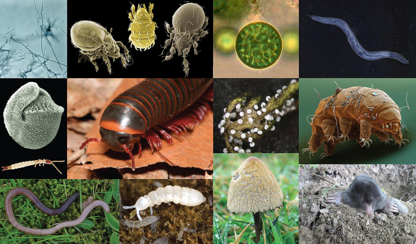 Micro And Macro Organisms Found In Soil Mo Dirt